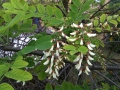 Beignets de fleurs d’acacia