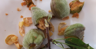 Crème aux amandes effilées et au chocolat