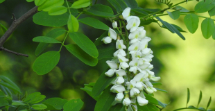 Beignets de fleurs d’acacia